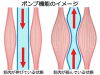 ふくらはぎポンプ機能イメージ